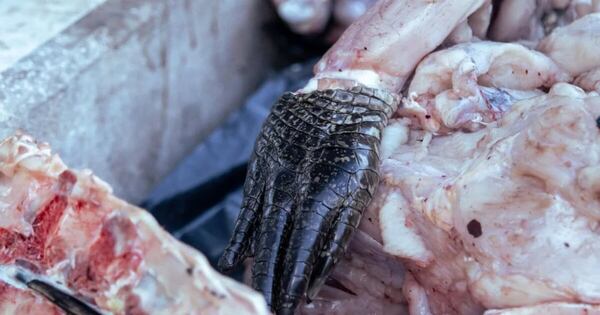 La Nación / Incautan carne de yacaré en Villa Oliva