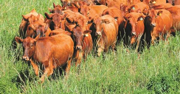 La Nación / Fiebre aftosa SAT1 preocupa al mundo: Paraguay, en vigilancia ante el brote en China