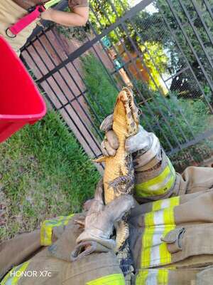 Rescatan a una cría de yacaré en San Antonio: apareció en el patio de una vivienda - Nacionales - ABC Color