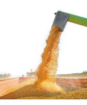 Soja: La resiliencia del productor que desafía  al mercado - ABC Rural - ABC Color