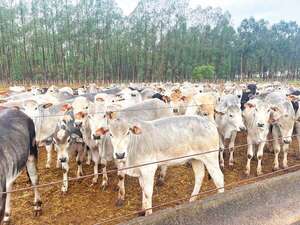 Domingo García: trabajo, familia y visión de desarrollo en Concepción - ABC Rural - ABC Color
