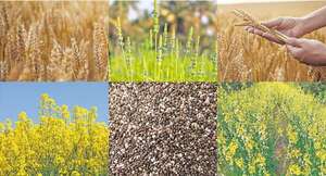 El “tablero de ajedrez” para el invierno agrícola - ABC Rural - ABC Color