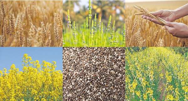 El “tablero de ajedrez” para el invierno agrícola - ABC Rural - ABC Color