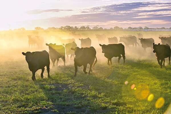 El sector ganadero ante el 2026: resiliencia y visión estratégica - ABC Rural - ABC Color