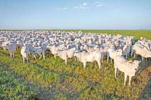 Sostenibilidad del rubro ganadero: retención de vientres y más animales en el campo - ABC Rural - ABC Color