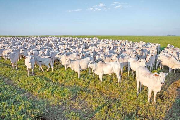 Sostenibilidad del rubro ganadero: retención de vientres y más animales en el campo - ABC Rural - ABC Color