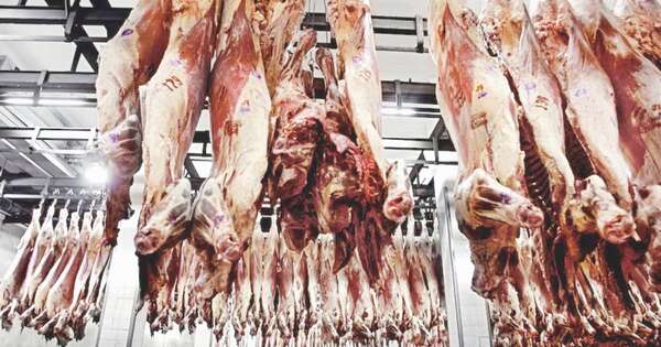 La Nación / Carne bovina sostiene envíos,porcino y avícola se expanden