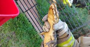 La Nación / Rescataron a pequeño yacaré que apareció en una vivienda de San Antonio