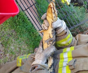 Rescatan a una cría de yacaré hallada en el patio de una vivienda en San Antonio