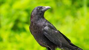 Altas capacidades: los cuervos son aún más inteligentes de lo que pensábamos - Ciencia - ABC Color