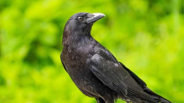 Altas capacidades: los cuervos son aún más inteligentes de lo que pensábamos - Ciencia - ABC Color