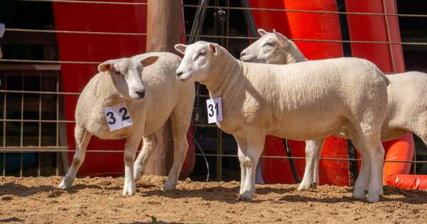 La Nación / Sector ovino en Paraguay: Texel gana terreno como negocio rentable