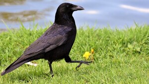 ¿Los cuervos son inteligentes? Todo indica que sí