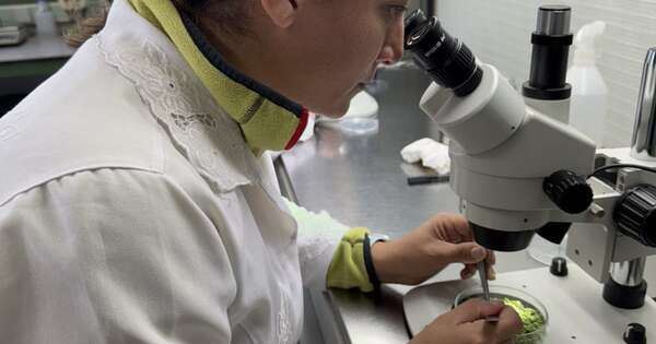 La Nación / Conacyt adjudica más de 70 investigaciones