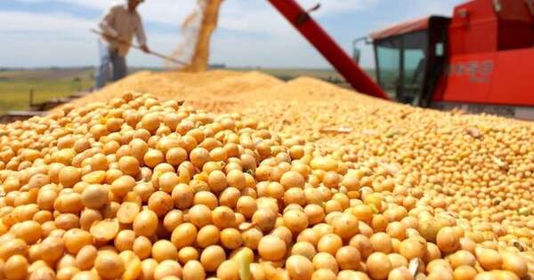 La Nación / Paraguay va camino a producción récord de soja: 12,29 millones de t