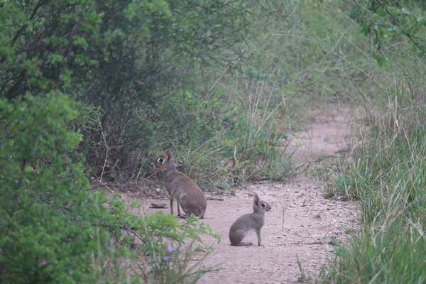 El origen de los huevos de Pascua y su estrecho vínculo con la naturaleza