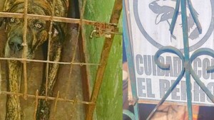 Dictan “prisión domiciliaria” para feroz perro que mató a un jagua’i