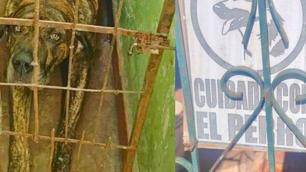 Dictan “prisión domiciliaria” para feroz perro que mató a un jagua’i