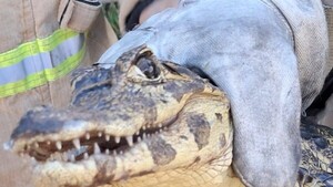 Video: Un pequeño yacaré se pasea por el patio de una casa y sorprende a familia en San Antonio