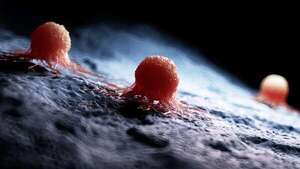 Científico paraguayo investiga el tejido nervioso para evitar la metástasis del cáncer - Ciencia - ABC Color