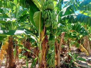 Guajayvi: escasez de banana preocupa a productores - Nacionales - ABC Color