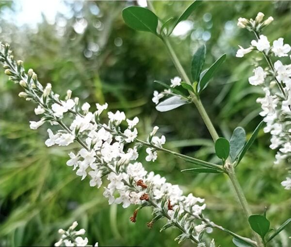 Paraguayos hallan gran potencial antidepresivo en una planta nativa - Concepción al Día