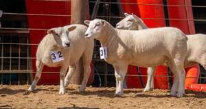 La Nación / Sector ovino: Texel gana terreno como negocio rentable