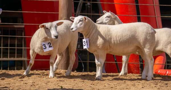La Nación / Sector ovino: Texel gana terreno como negocio rentable