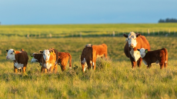 Valor promedio de la tierra en Uruguay superó los US$ 4.000 por hectárea en 2025