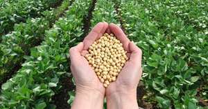 La Nación / Producción de soja crece con mayores rindes y consolida nuevos polos agrícolas