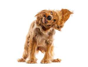 ¿Por qué mi perro tiembla si no hace frío? Cinco causas neurológicas y emocionales  - Mascotas - ABC Color