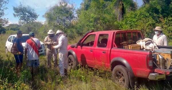 Diario HOY | Ataque de abejas acaba con un hombre fallecido en Pilar