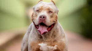 Mujer sufrió graves heridas en el rostro luego de ser atacada por su pitbull