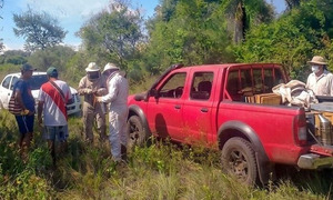Ataque de abejas deja un fallecido en Pilar - OviedoPress