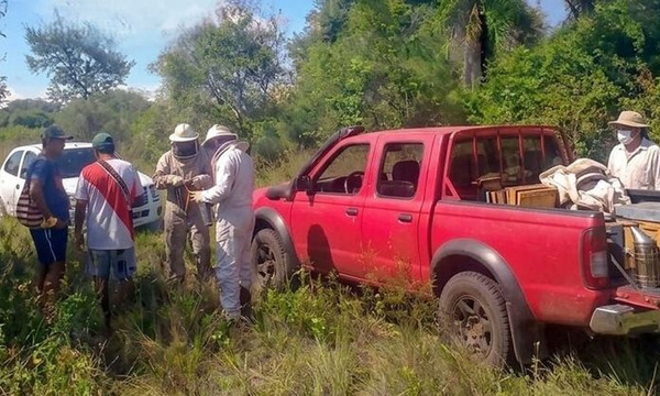 Ataque de abejas deja un fallecido en Pilar - OviedoPress