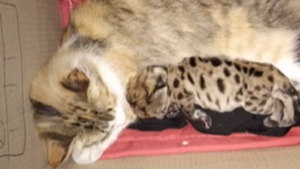 Gata adopta a un cachorro puma huérfano que sobrevivió a un choque en Argentina
