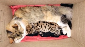 Puma bebé sobrevive y es adoptado por una gata