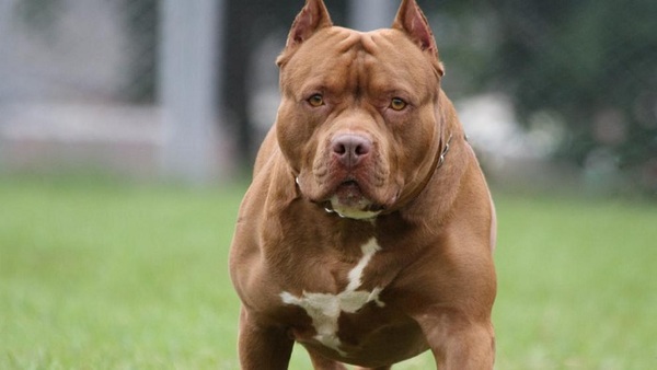 Grave ataque de pitbull deja herida a mujer en Ñemby