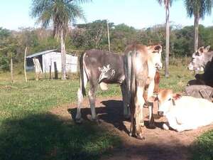 Confirman brote de rabia bovina y equina en Pirayú y Quyquyhó - Nacionales - ABC Color