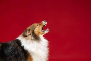 ¿Ven fantasmas? La explicación detrás de por qué los perros ladran a la “nada” - Mascotas - ABC Color