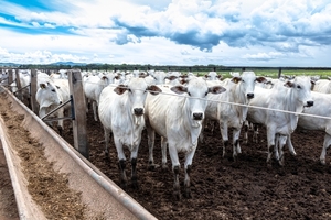 Menos ganado y menos productores: señales de cambio en el sector ganadero - 5Días