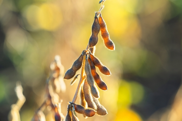 Paraguay podría llegar a una histórica zafra de soja de 12,29 millones de Tn. - 5Días