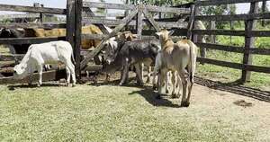 La Nación / Reportan casos de rabia bovina en Paraguarí