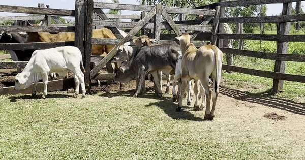 La Nación / Reportan casos de rabia bovina en Paraguarí
