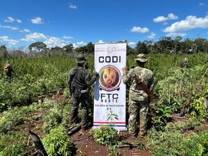 Operativo “Escudo Guaraní” destruye 60 toneladas de marihuana en Amambay - Concepción al Día