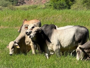 Evaluación objetiva y genética: Taurus presenta los primeros resultados de su estación de toros