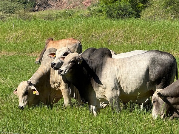 Evaluación objetiva y genética: Taurus presenta los primeros resultados de su estación de toros