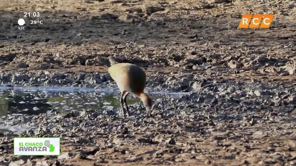 Video: El Chaco Avanza | Laguna salada
