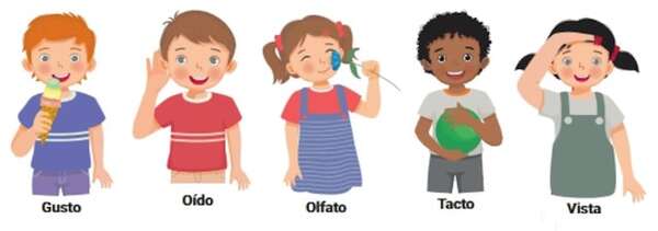 Funciones de los órganos sensoriales: cómo explorar el mundo con tus sentidos - Así pienso, me expreso y me comunico - ABC Color