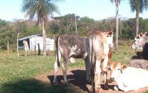 Rabia bovina detectada en Pirayú y Quyquyhó